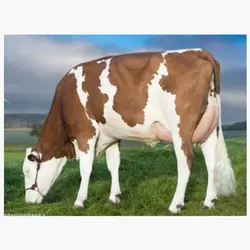 اسپرم گاو JORIS از نژاد مونت بیلیارد کد (FR5242281683)