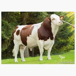 اسپرم گاو LACAZETTE از نژاد مونت بیلیارد کد (FR0115029497)