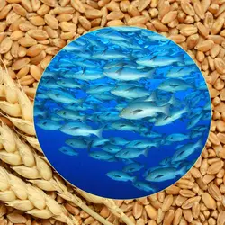 افزودنی غذایی مخصوص آبزیان (سین بیوتیک)