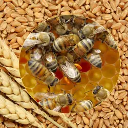 پودر گندم جوانه زده مخصوص زنبور عسل