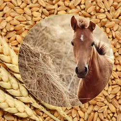 عصاره مالت مخصوص اسب