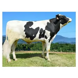 اسپرم گاو BENZ از نژاد هلشتاین کد (289HO01154)