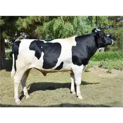 اسپرم گاو S-S-I LITHIUM MACADAM-ET از نژاد هولشتاین کد (289HO00024) | نوبل فارم با خدمت مدام