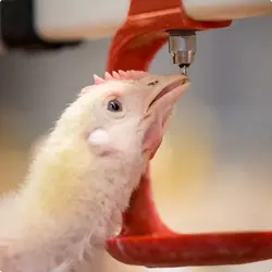 آبخوری نیپل | نوبل فارم با خدمت مدام