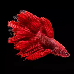 ماهی فایتر | نوبل فارم با خدمت مدام