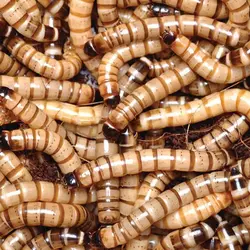 میلورم زنده | نوبل فارم با خدمت مدام