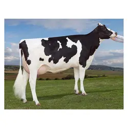 اسپرم گاو CHELAN از نژاد هلشتاین کد (289HO16004) تایماز ژن