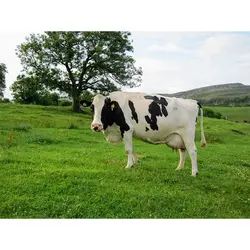 اسپرم گاو EMELIN از نژاد هلشتاین کد (289HO02002) تایماز ژن | نوبل فارم با خدمت مدام