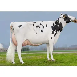 اسپرم گاو BOSS از نژاد هلشتاین کد (202HO01888) تایماز ژن | نوبل فارم با خدمت مدام