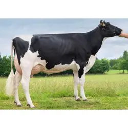 اسپرم گاو SUPERIOR از نژاد هلشتاین کد (202HO01887) تایماز ژن | نوبل فارم با خدمت مدام