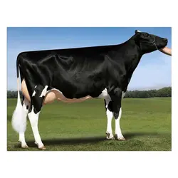 اسپرم گاو HOTICH از نژاد هلشتاین کد (289HO01181) تایماز ژن | نوبل فارم با خدمت مدام