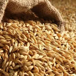 جو دامی مهدانه