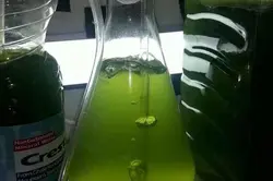 استوک جلبک دونالیلا سالینا - خلیج فارس