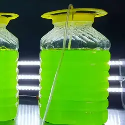 استوک جلبک نانو کلروپسیس آب شور - خلیج فارس