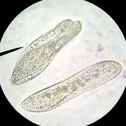 کالچر پارامسی - خلیج فارس