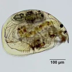 کالچر زنده زئوپلانکتون آلونا - خلیج فارس