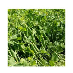 بذر نخود فرنگی ولف روزن سید هلند | دانه