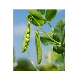 بذر نخود فرنگی ولف روزن سید هلند | دانه