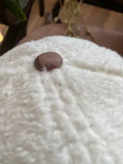 کلاه burbbry