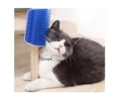 برس و مساژور گربه