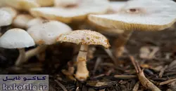 دانلود ترجمه مقاله  اثر مدیریت جنگل روی بازدهی و در آمدن قارچ