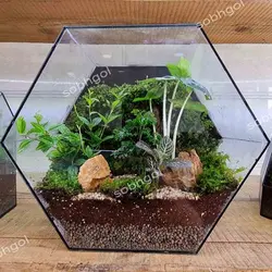 تراریوم اکوسیستم با ضمانت ECO1