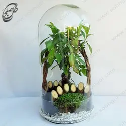 تراریوم بونسای جینسینگ  طرح TB-072