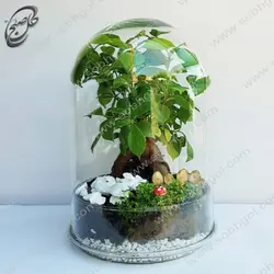 تراریوم بونسای جینسینگ  مدل TB-071