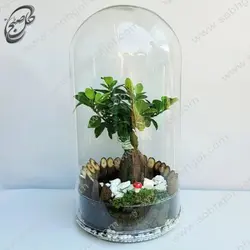 تراریوم بونسای جینسینگ  طرح TB-073