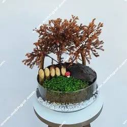 تراریوم ژانویه سرخ T-066