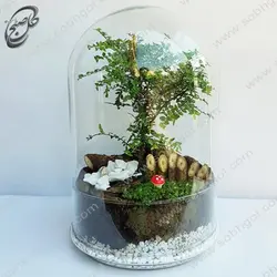 خرید گل آنلاین - تراریوم شمشاد  طرح T-062