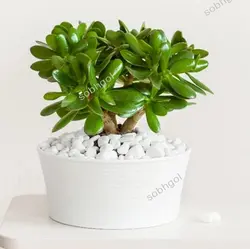 سفارش گل آنلاین - کراسولا خرفه ای  طرح C-040