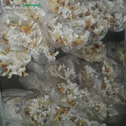 بذر قارچ گانودرما (بسته 1 کیلویی)