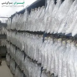 بذر قارچ گانودرما (بسته 1 کیلویی)