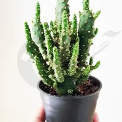 کاکتوس اپونتیا-گونه مینیاتوری