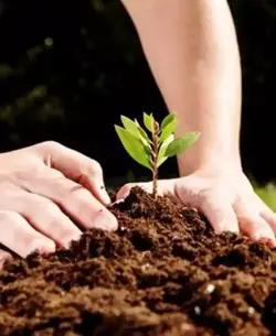 کود باغچه کامل پلیت | سلامتی و زندگی عالی