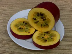 بذر تازه خیار مشک <br> تعداد یک عدد بذر <br> Musk Cucumber <br><i><b> Sicana odorifera </i> Seeds </b>