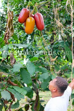 بذر تازه خیار مشک <br> تعداد یک عدد بذر <br> Musk Cucumber <br><i><b> Sicana odorifera </i> Seeds </b>