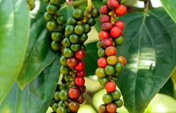 بذر فلفل سیاه گرد <br> بسته 10 عددی <br> Black Pepper <br><i><b> Piper nigrum </i> Seeds </b>