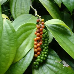 بذر فلفل سیاه گرد <br> بسته 10 عددی <br> Black Pepper <br><i><b> Piper nigrum </i> Seeds </b>