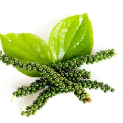 بذر فلفل سیاه گرد <br> بسته 10 عددی <br> Black Pepper <br><i><b> Piper nigrum </i> Seeds </b>