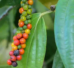 بذر فلفل سیاه گرد <br> بسته 10 عددی <br> Black Pepper <br><i><b> Piper nigrum </i> Seeds </b>