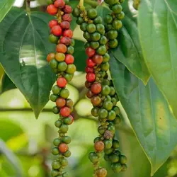 بذر فلفل سیاه گرد <br> بسته 10 عددی <br> Black Pepper <br><i><b> Piper nigrum </i> Seeds </b>