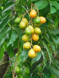 بذر آلو هاگ <br> بسته یک عددی <br> Hog Plum <br><i><b> Spondias pinnata </i> Seeds </b>