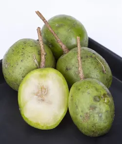 بذر آلو هاگ <br> بسته یک عددی <br> Hog Plum <br><i><b> Spondias pinnata </i> Seeds </b>