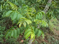 بذر آلو هاگ <br> بسته یک عددی <br> Hog Plum <br><i><b> Spondias pinnata </i> Seeds </b>