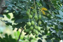 بذر آلو هاگ <br> بسته یک عددی <br> Hog Plum <br><i><b> Spondias pinnata </i> Seeds </b>
