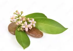 بذر آردیسیا والیچ <br> تعداد 1 عدد بذر <br> Wallich's Coralberry <br><i><b> Ardisia polycephala </i> Seeds </b>