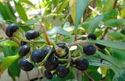 بذر آردیسیا والیچ <br> تعداد 1 عدد بذر <br> Wallich's Coralberry <br><i><b> Ardisia polycephala </i> Seeds </b>