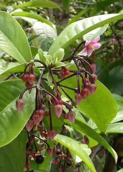 بذر آردیسیا والیچ <br> تعداد 1 عدد بذر <br> Wallich's Coralberry <br><i><b> Ardisia polycephala </i> Seeds </b>